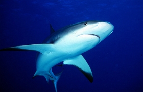 MediaEarth - Bahamas 2017 - DSC02425_rc - Caribbean reef shark - Requin gris des caraibes - Carcharhinus perezi